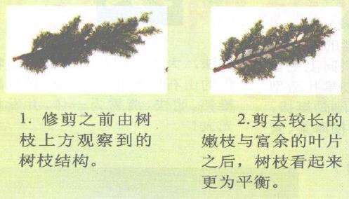 图解 柏树盆景怎么蟠扎的17个技艺