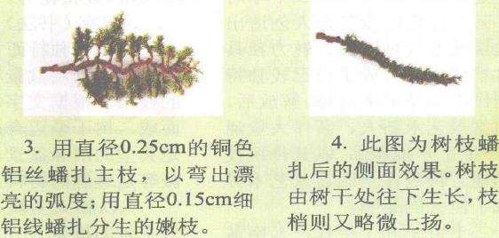 图解 柏树盆景怎么蟠扎的17个技艺