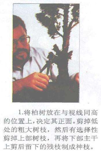 图解 柏树盆景怎么蟠扎的17个技艺
