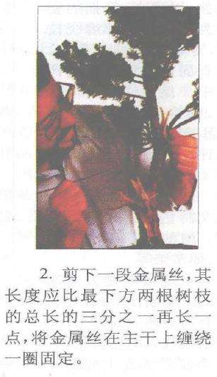 图解 柏树盆景怎么蟠扎的17个技艺