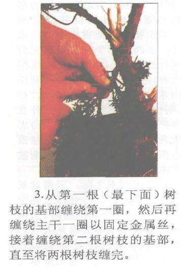 图解 柏树盆景怎么蟠扎的17个技艺