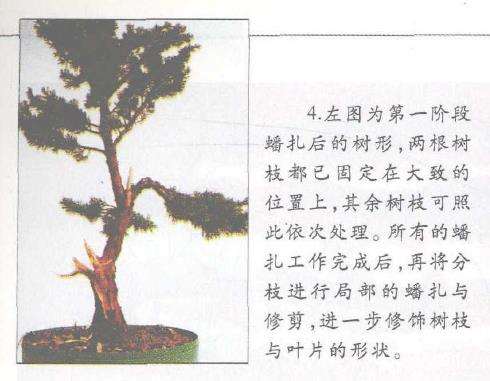 图解 柏树盆景怎么蟠扎的17个技艺