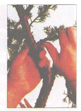 图解 柏树盆景怎么蟠扎的17个技艺