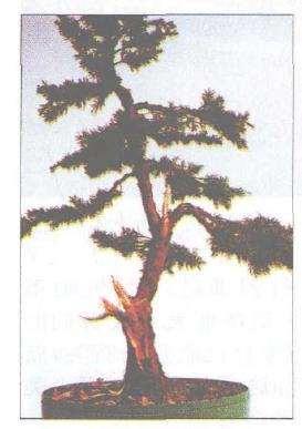 图解 柏树盆景怎么蟠扎的17个技艺