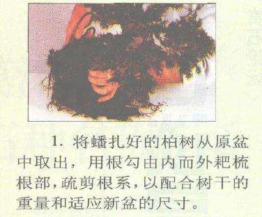 图解 柏树盆景怎么蟠扎的17个技艺