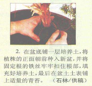 图解 柏树盆景怎么蟠扎的17个技艺