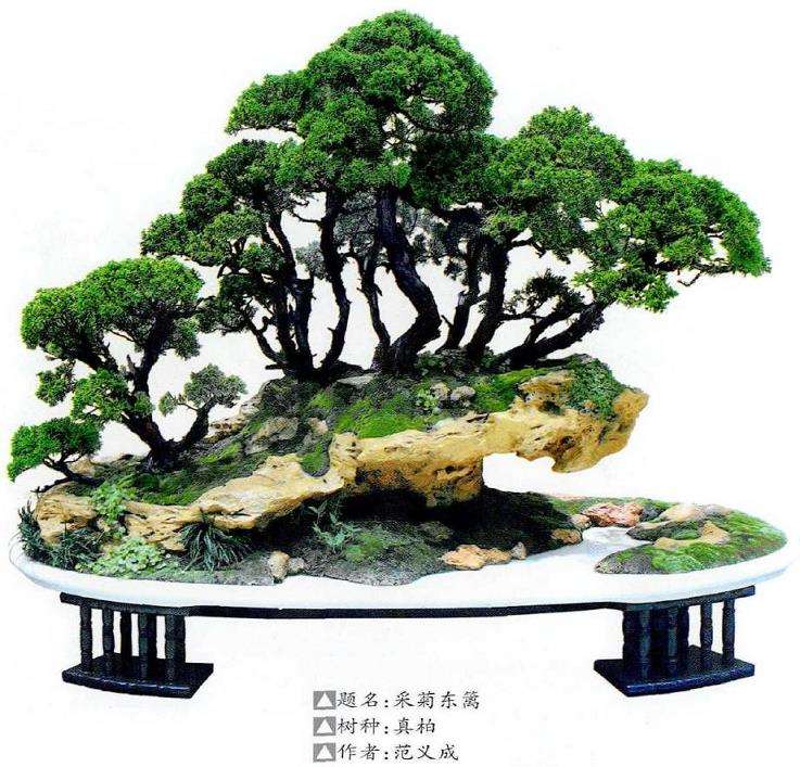 2021年 第二届中国中青年盆景创意展