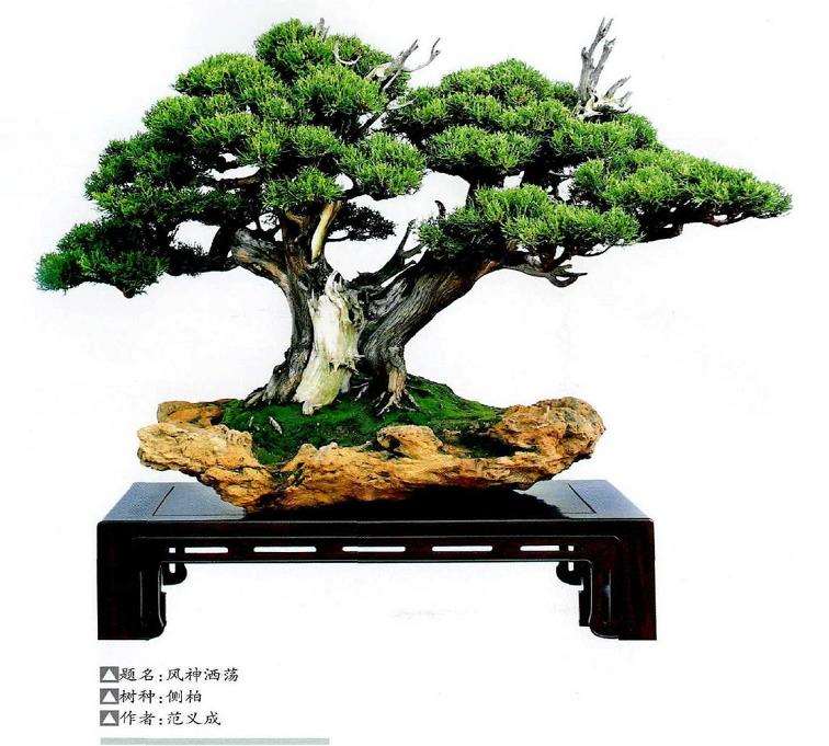 2021年 第二届中国中青年盆景创意展