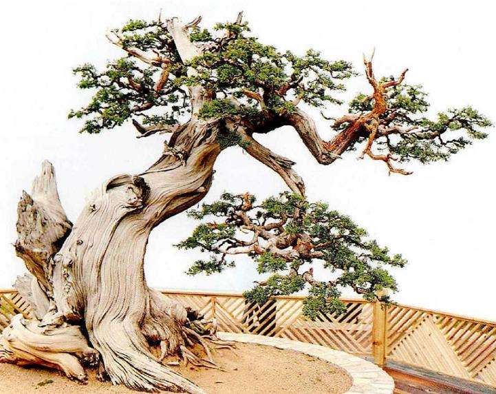 2021年 第二届中国中青年盆景创意展