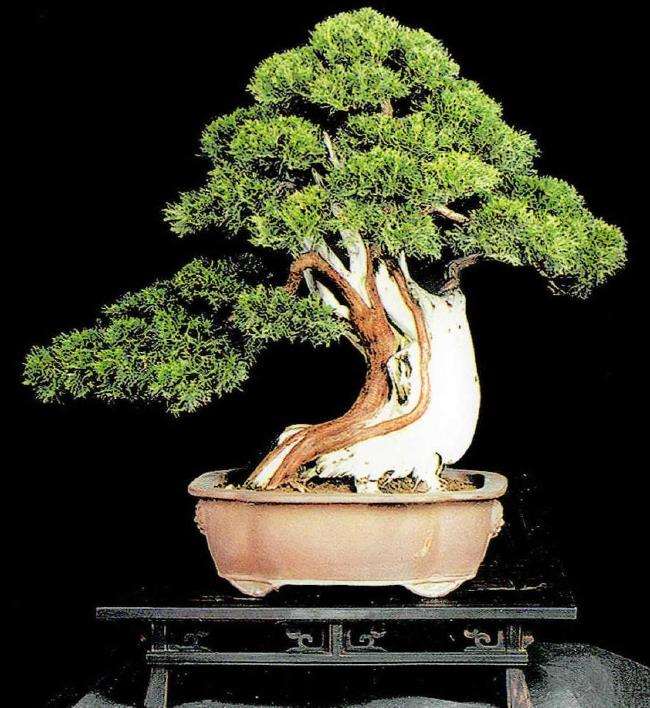 2021年 第二届中国中青年盆景创意展