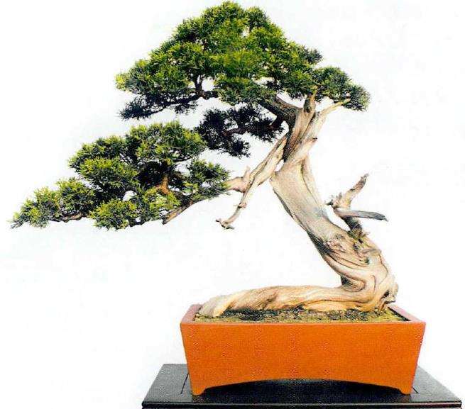 2021年 第二届中国中青年盆景创意展