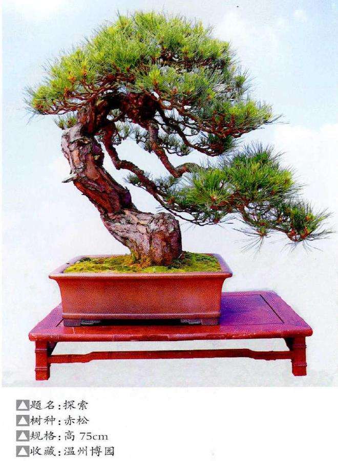 松树盆景及松树景观鉴赏 图片