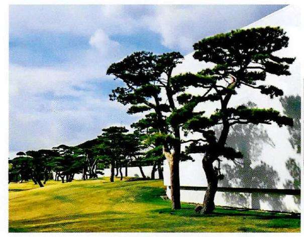 松树盆景及松树景观鉴赏 图片