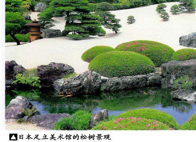 松树盆景及松树景观鉴赏 图片