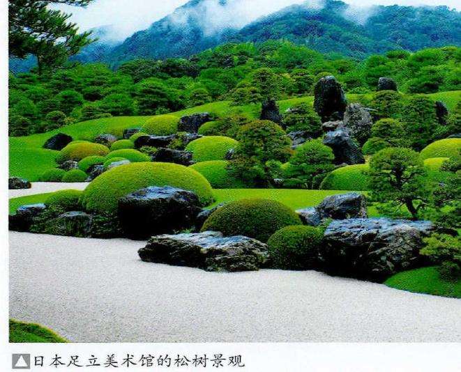 松树盆景及松树景观鉴赏 图片