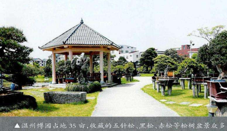 松树盆景及松树景观鉴赏 图片