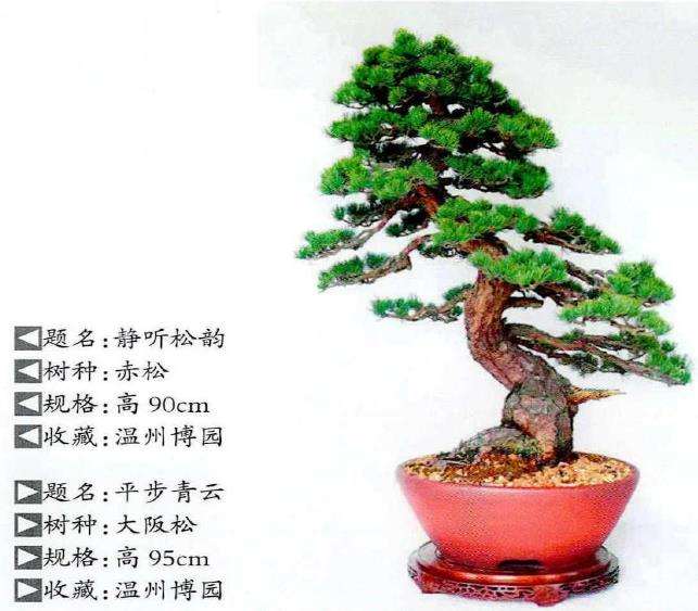 松树盆景及松树景观鉴赏 图片