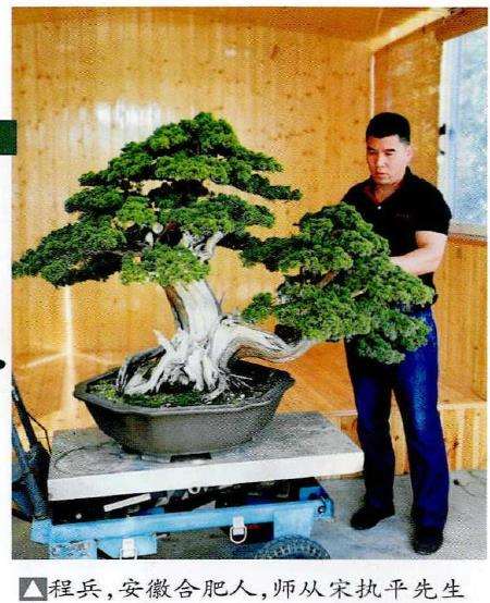 图解 柏树盆景怎么雕刻16个步骤