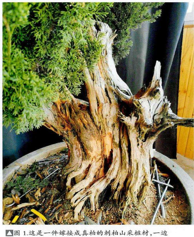 图解 柏树盆景怎么雕刻16个步骤