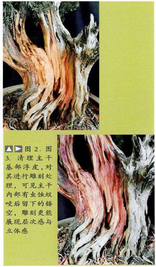 图解 柏树盆景怎么雕刻16个步骤