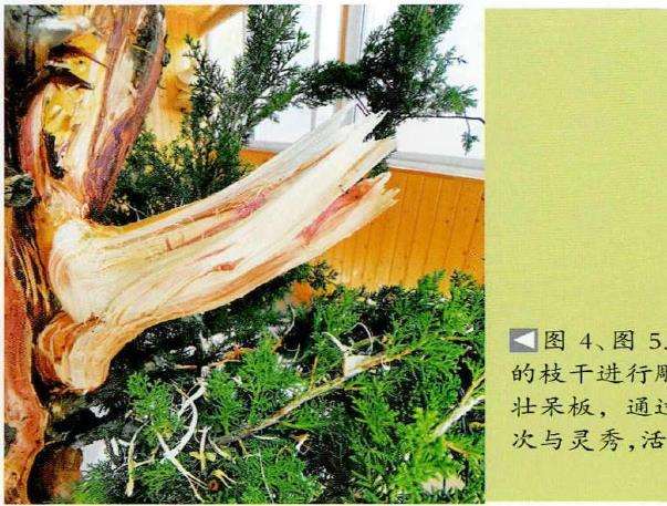 图解 柏树盆景怎么雕刻16个步骤