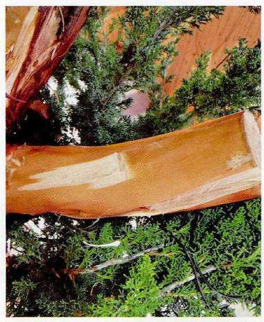 图解 柏树盆景怎么雕刻16个步骤