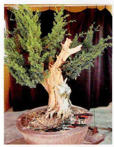 图解 柏树盆景怎么雕刻16个步骤