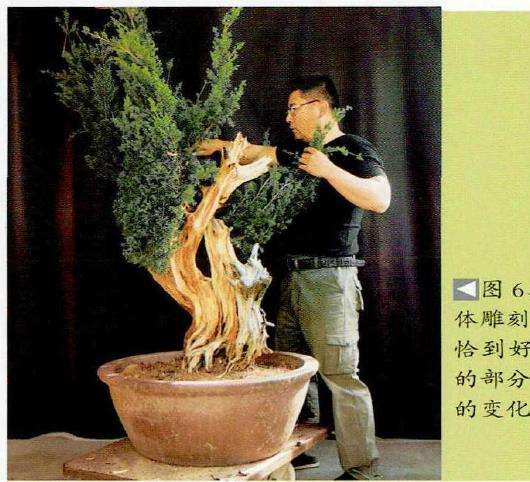 图解 柏树盆景怎么雕刻16个步骤