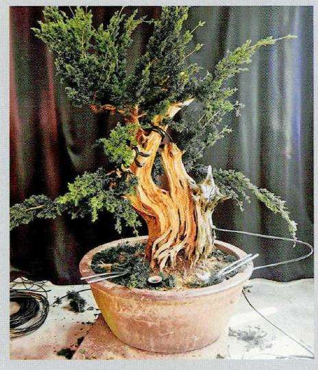 图解 柏树盆景怎么雕刻16个步骤