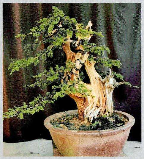 图解 柏树盆景怎么雕刻16个步骤