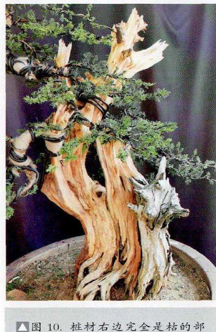 图解 柏树盆景怎么雕刻16个步骤