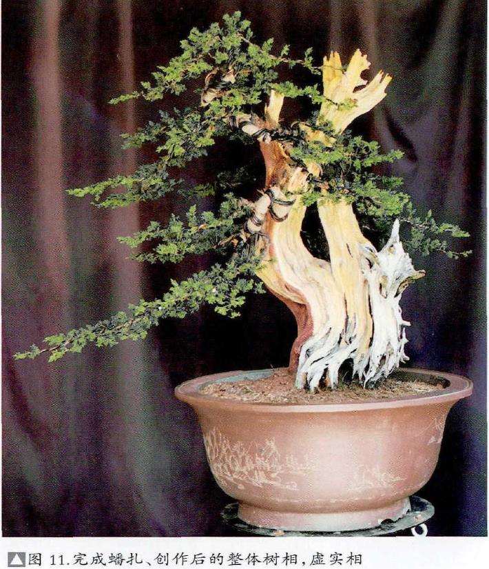 图解 柏树盆景怎么雕刻16个步骤