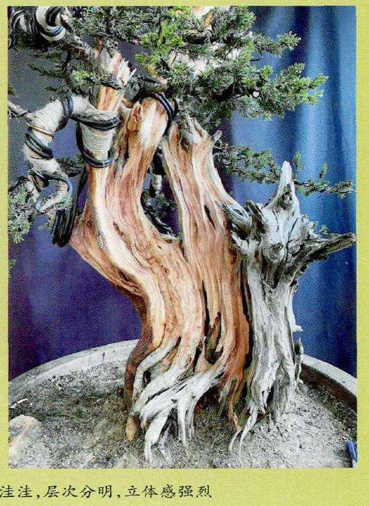 图解 柏树盆景怎么雕刻16个步骤