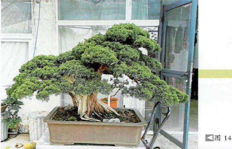 图解 柏树盆景怎么雕刻16个步骤