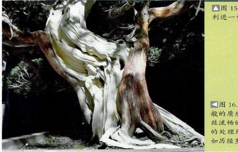 图解 柏树盆景怎么雕刻16个步骤