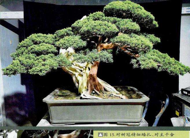 图解 柏树盆景怎么雕刻16个步骤