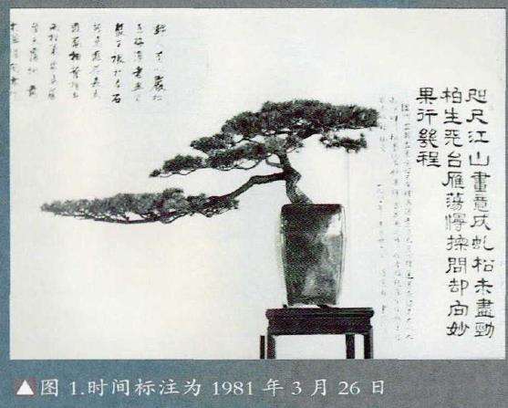 中国盆景艺术大师胡乐国艺术全集