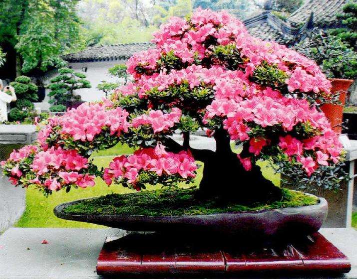 成都都江堰市安龙川派盆景简介