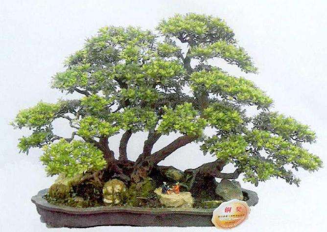 成都都江堰市安龙川派盆景简介