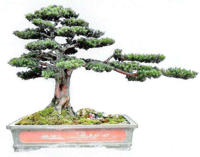 成都都江堰市安龙川派盆景简介