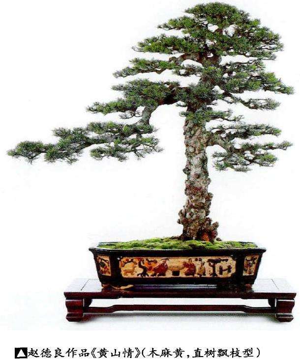 岭南盆景怎么因树造型的3个方法 图片