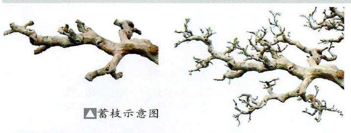 岭南盆景怎么蓄枝截干的4个方法
