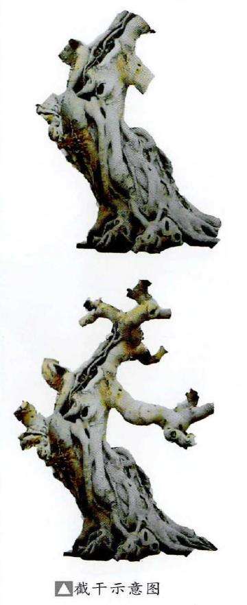 岭南盆景怎么蓄枝截干的4个方法