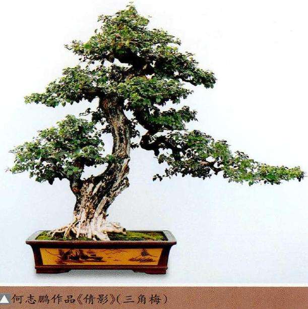 岭南盆景怎么蓄枝截干的4个方法