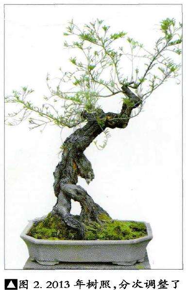 图解 韩学年怎么给盆景随长作构的5个步骤