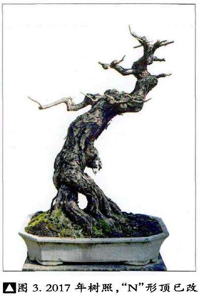 图解 韩学年怎么给盆景随长作构的5个步骤