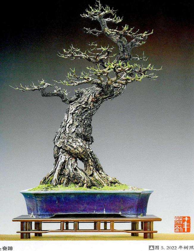 图解 韩学年怎么给盆景随长作构的5个步骤