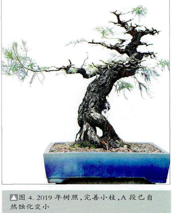 图解 韩学年怎么给盆景随长作构的5个步骤