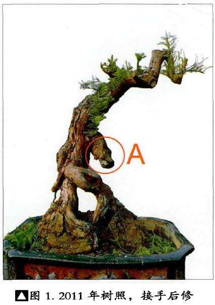 图解 韩学年怎么给盆景随长作构的5个步骤