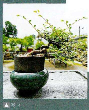 图解 小品盆景怎么夏季养护的5个步骤